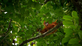 This ‘Map of Life’ Shows Where Undiscovered Species May Be Lurking